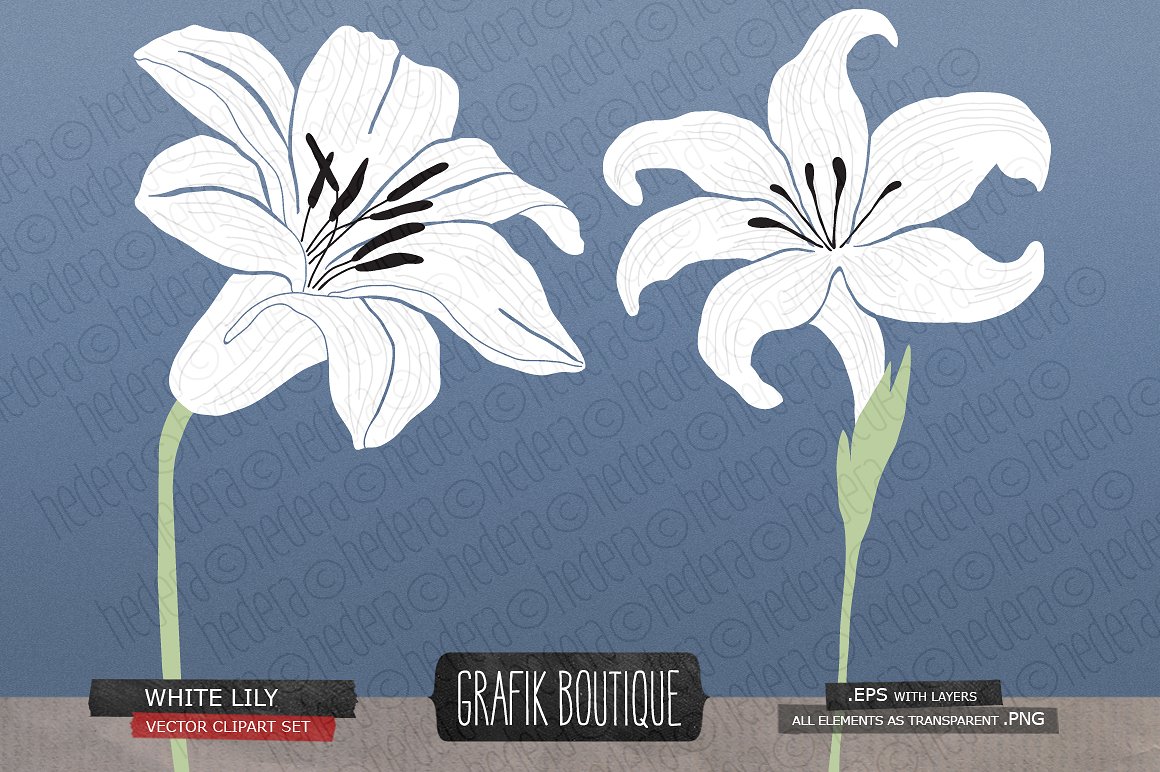 手绘百合花设计素材White lily gladiolus