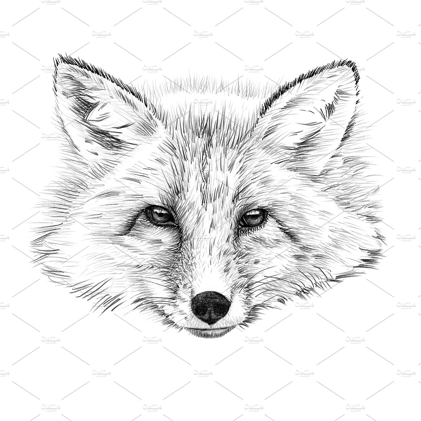 素描狐狸矢量插图Portrait of fox drawn