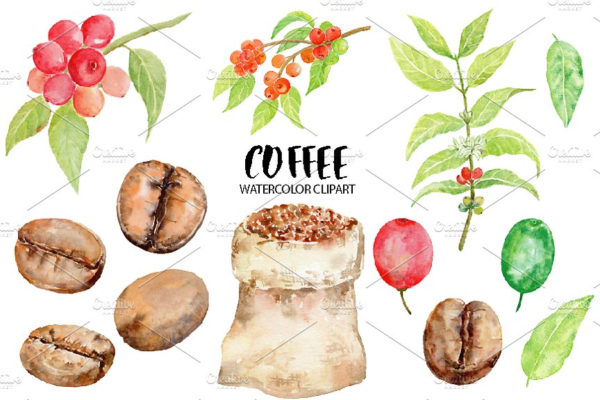 手绘咖啡豆设计素材Watercolor Coffee Bea