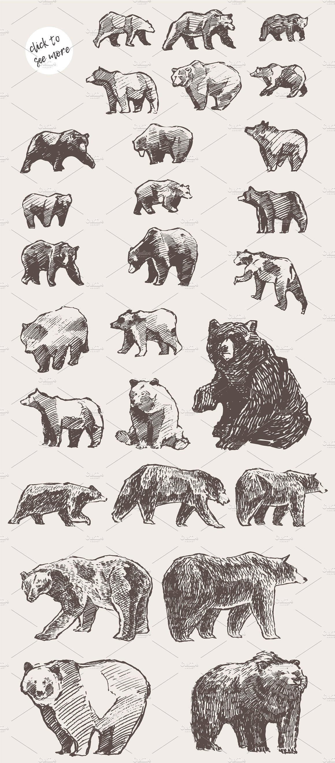手绘熊矢量插图Illustrations of wild b