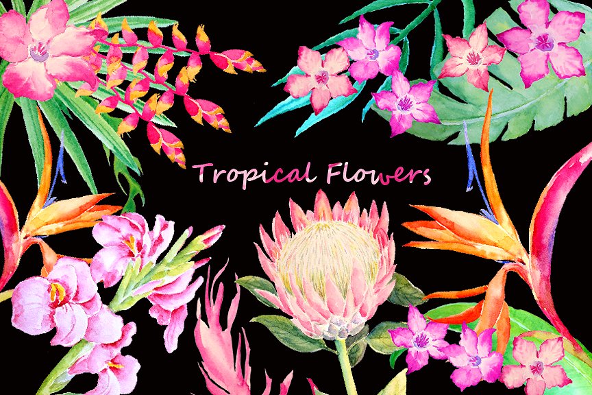 手绘水彩热带植物花卉素材Watercolor Tropica
