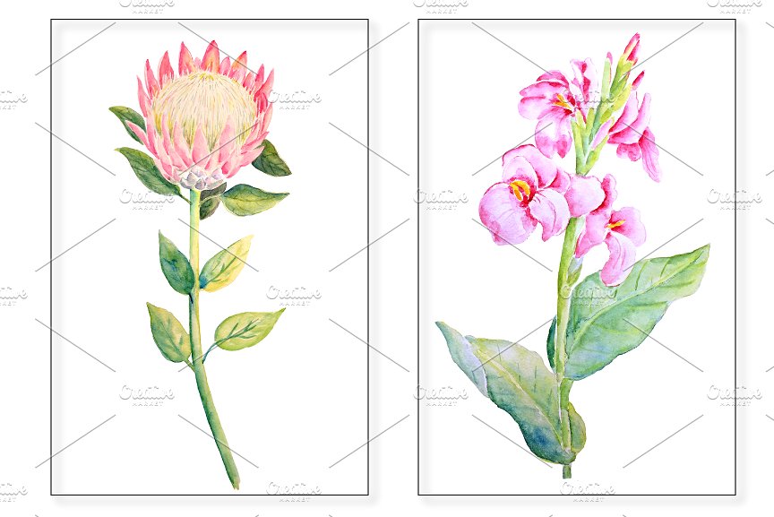 手绘水彩热带植物花卉素材Watercolor Tropica