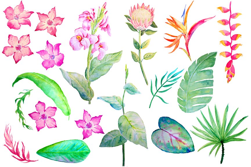 手绘水彩热带植物花卉素材Watercolor Tropica