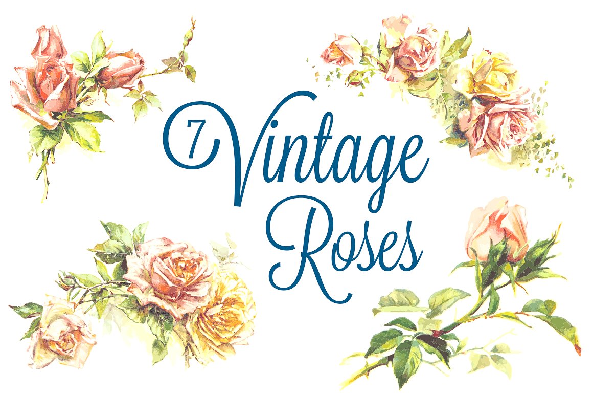 手绘复古玫瑰花卉矢量插图7 Vintage Roses