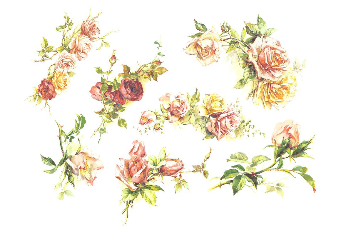 手绘复古玫瑰花卉矢量插图7 Vintage Roses