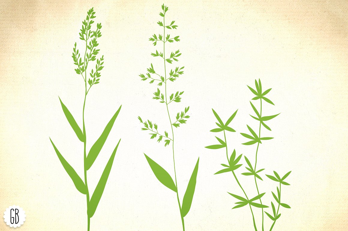 手绘绿色植物设计素材Wild herbs, hair gra
