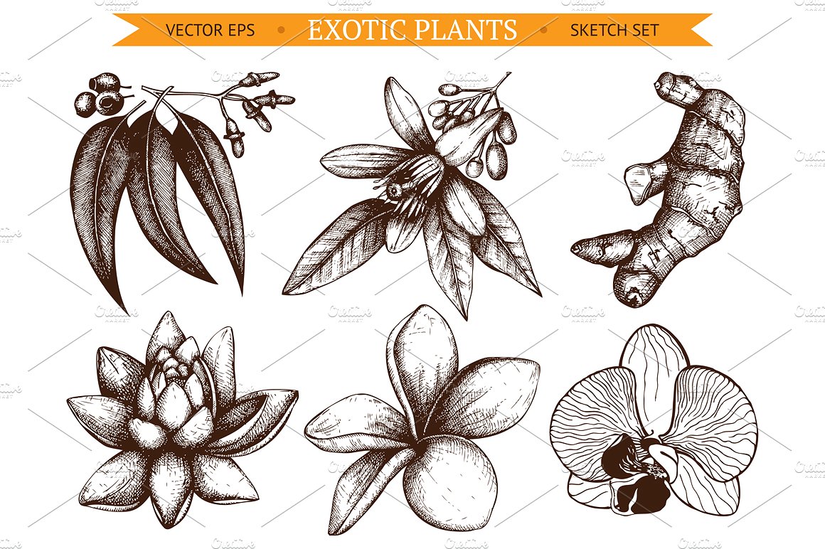 手绘花卉矢量插图6 Vector Exotic Flower