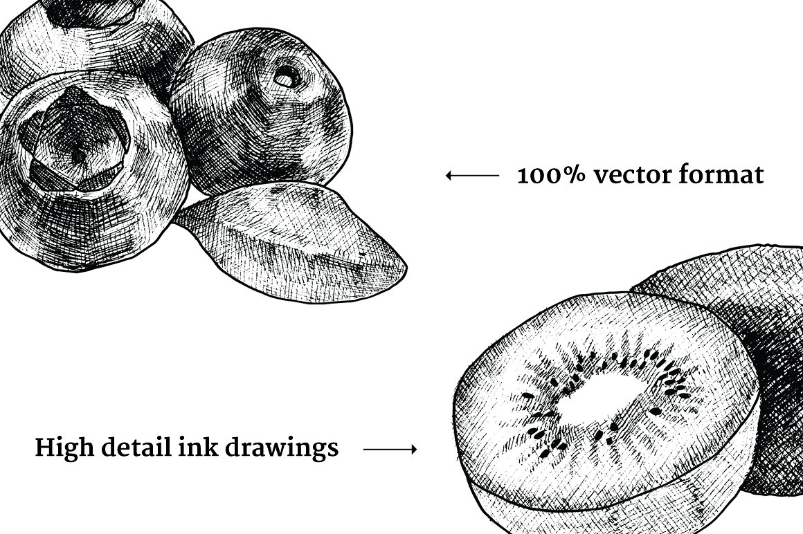 复古手绘水果矢量插图Vintage Vector Fruit