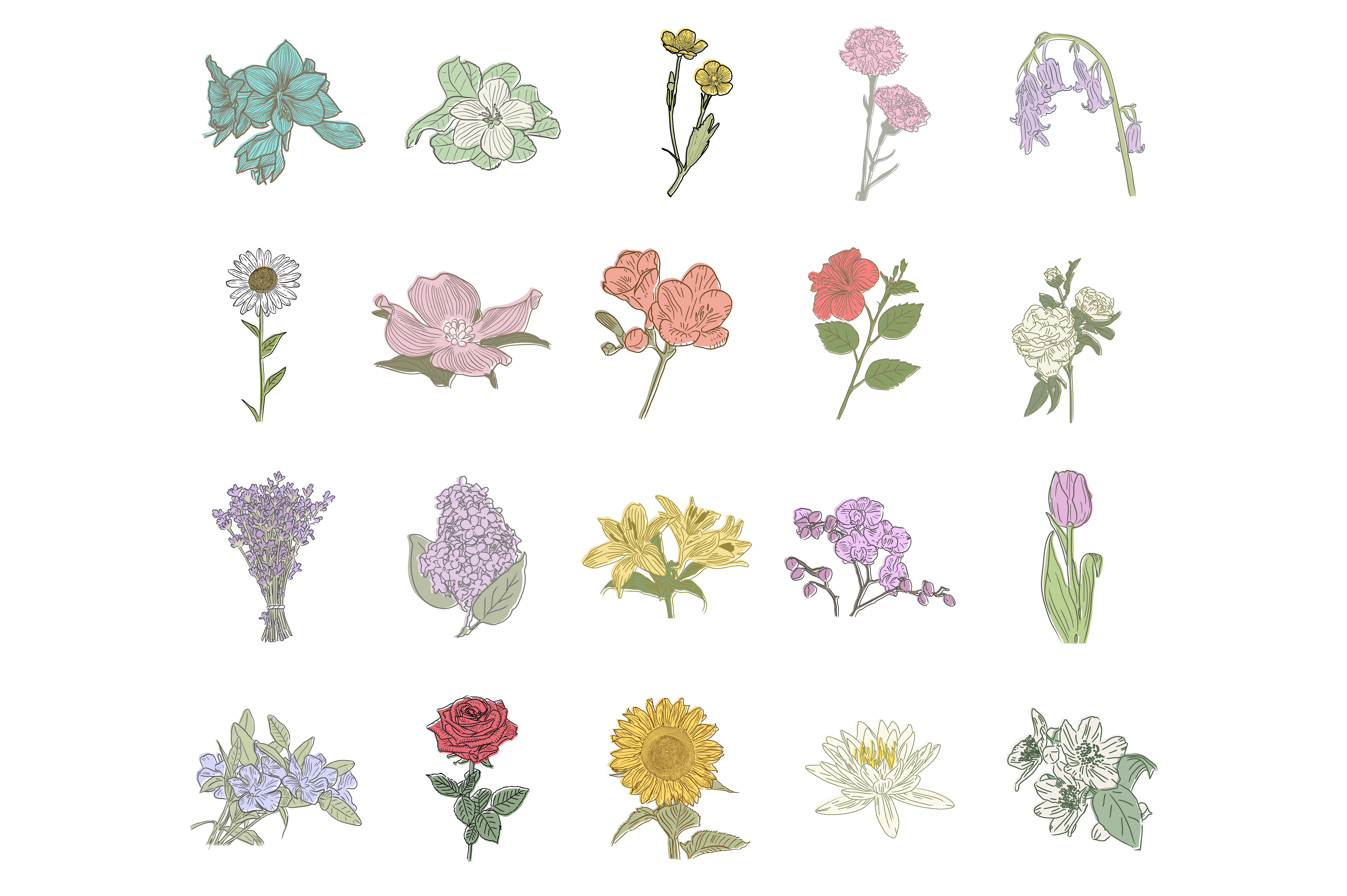 手绘花卉矢量插图素材20 Vector Floral Ill