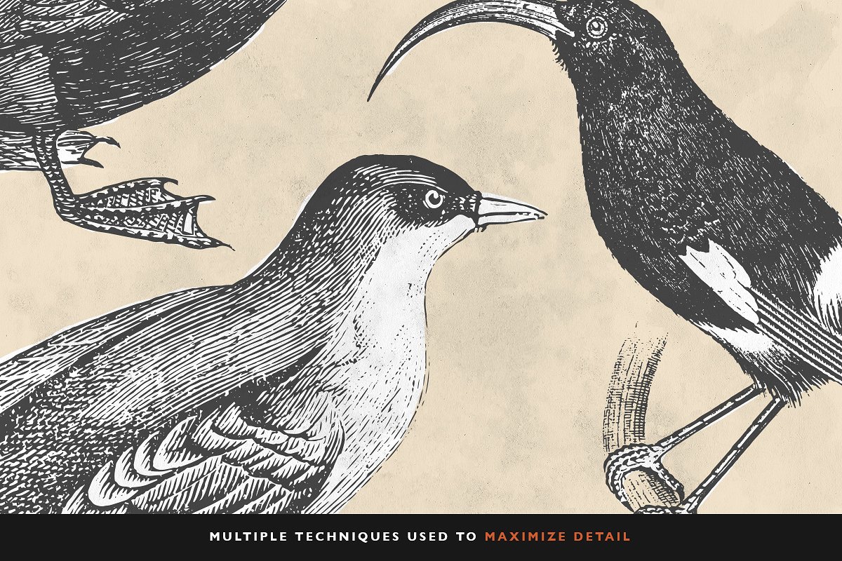 复古手绘鸟类矢量插图30 Bird Illustration