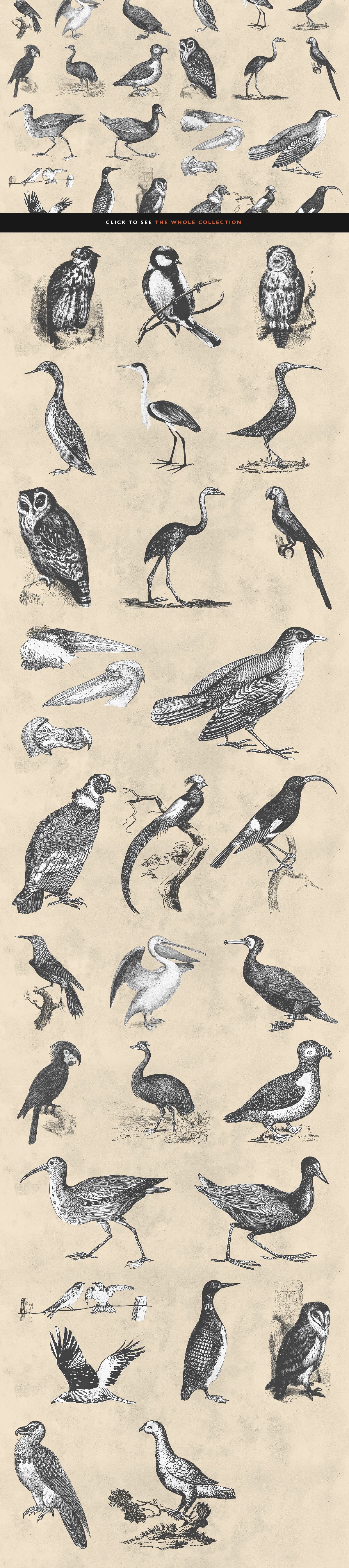 复古手绘鸟类矢量插图30 Bird Illustration