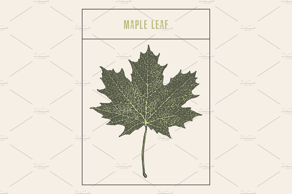 复古手绘枫叶矢量插图Maple leaf