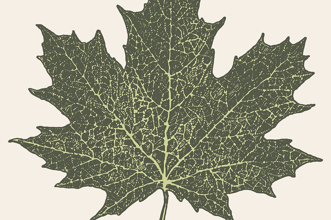手绘树叶矢量插图素材Maple leaf