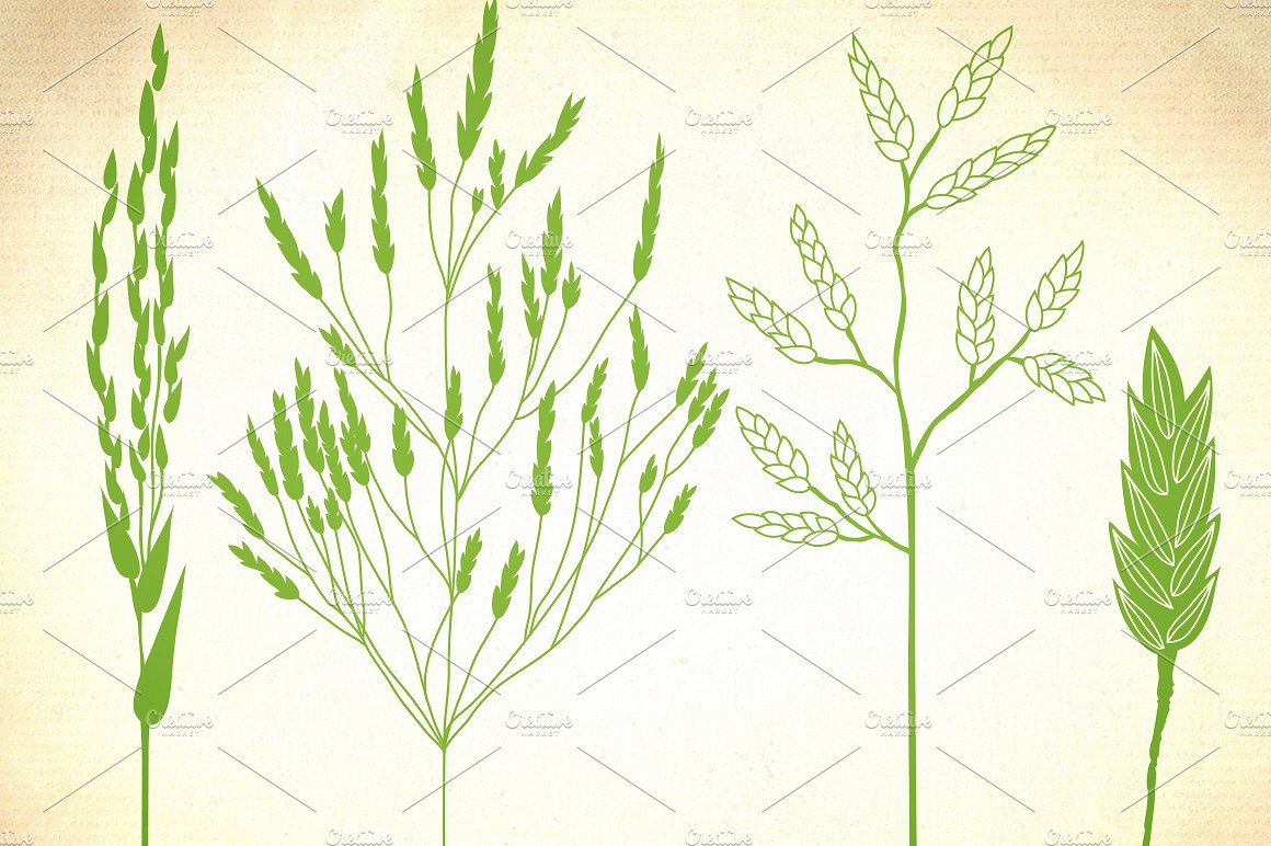 手绘植物设计素材Wild herbs, bentgrass,