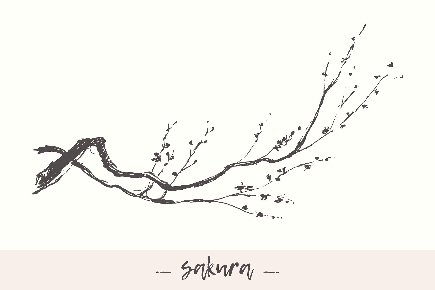 手绘樱花树枝设计素材Cherry blossom