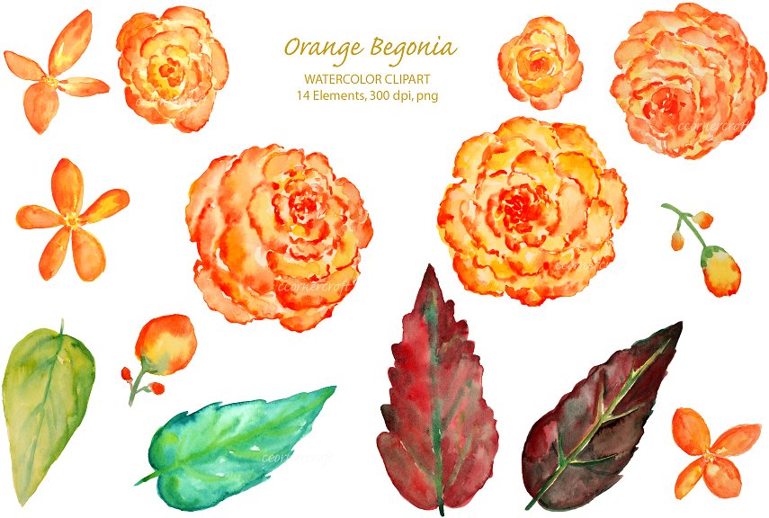 手绘水彩花卉植物设计素材Watercolor Orange