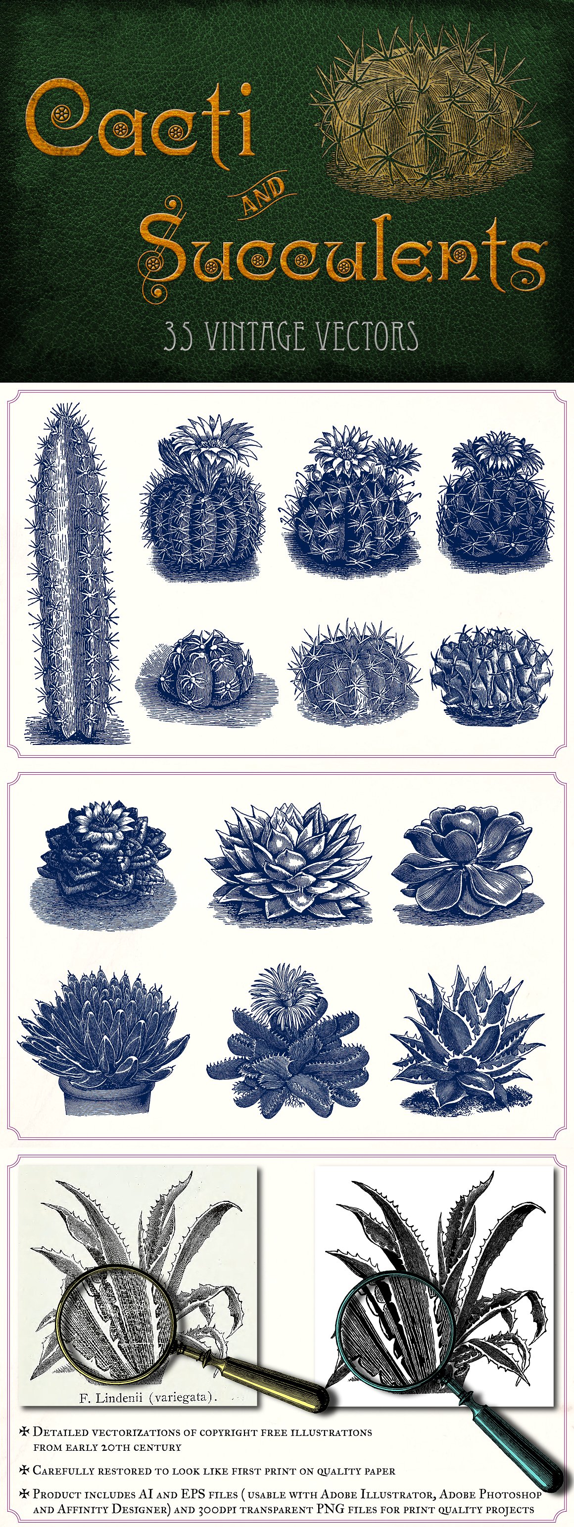 复古手绘植物设计素材Vintage Cacti and Su