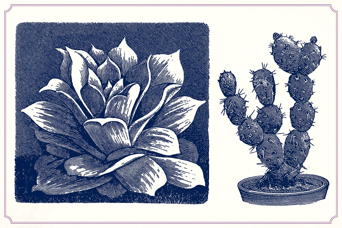 复古手绘植物设计素材Vintage Cacti and Su