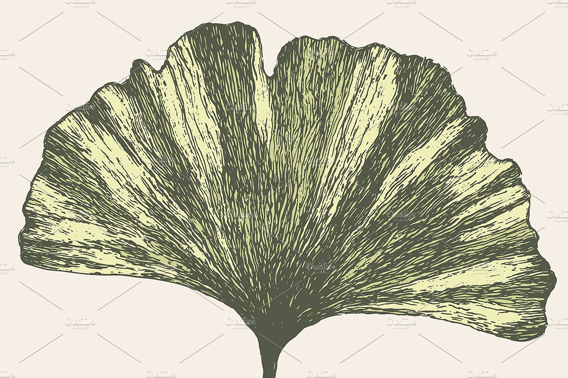 复古手绘银杏叶设计素材Ginkgo leaf