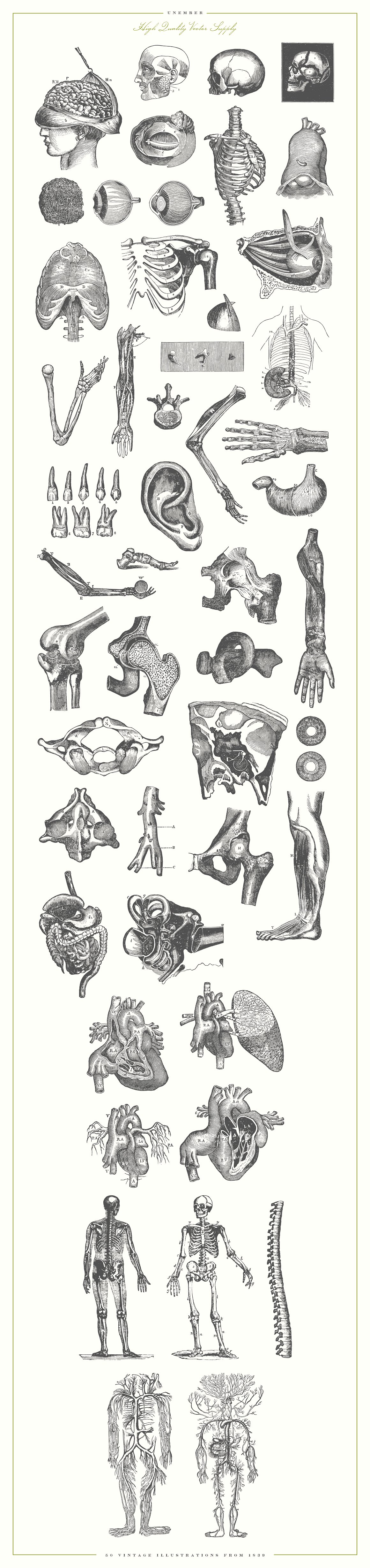 复古手绘人体解剖器官插图设计素材Unember Vector