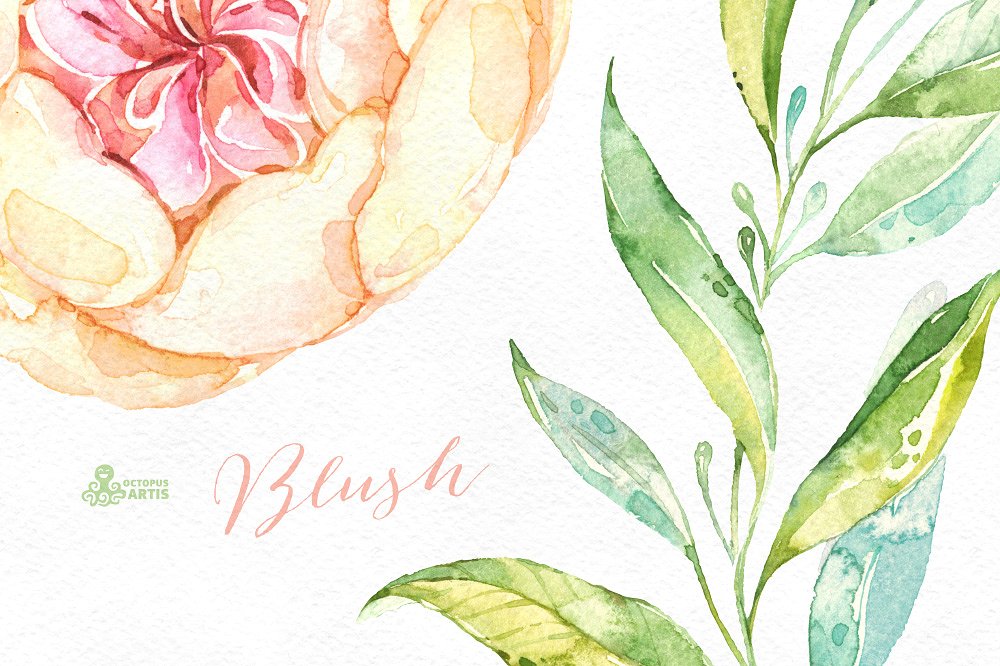 浪漫手绘花卉植物设计素材Blush. Floral Coll