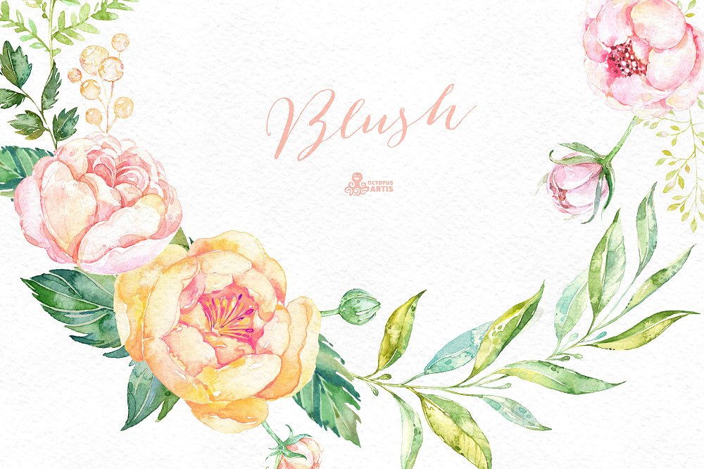 浪漫手绘花卉植物设计素材Blush. Floral Coll