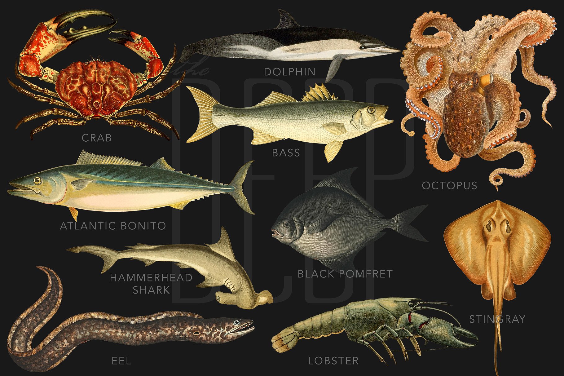 复古海洋生物插图素材The Deep Sea Creatur