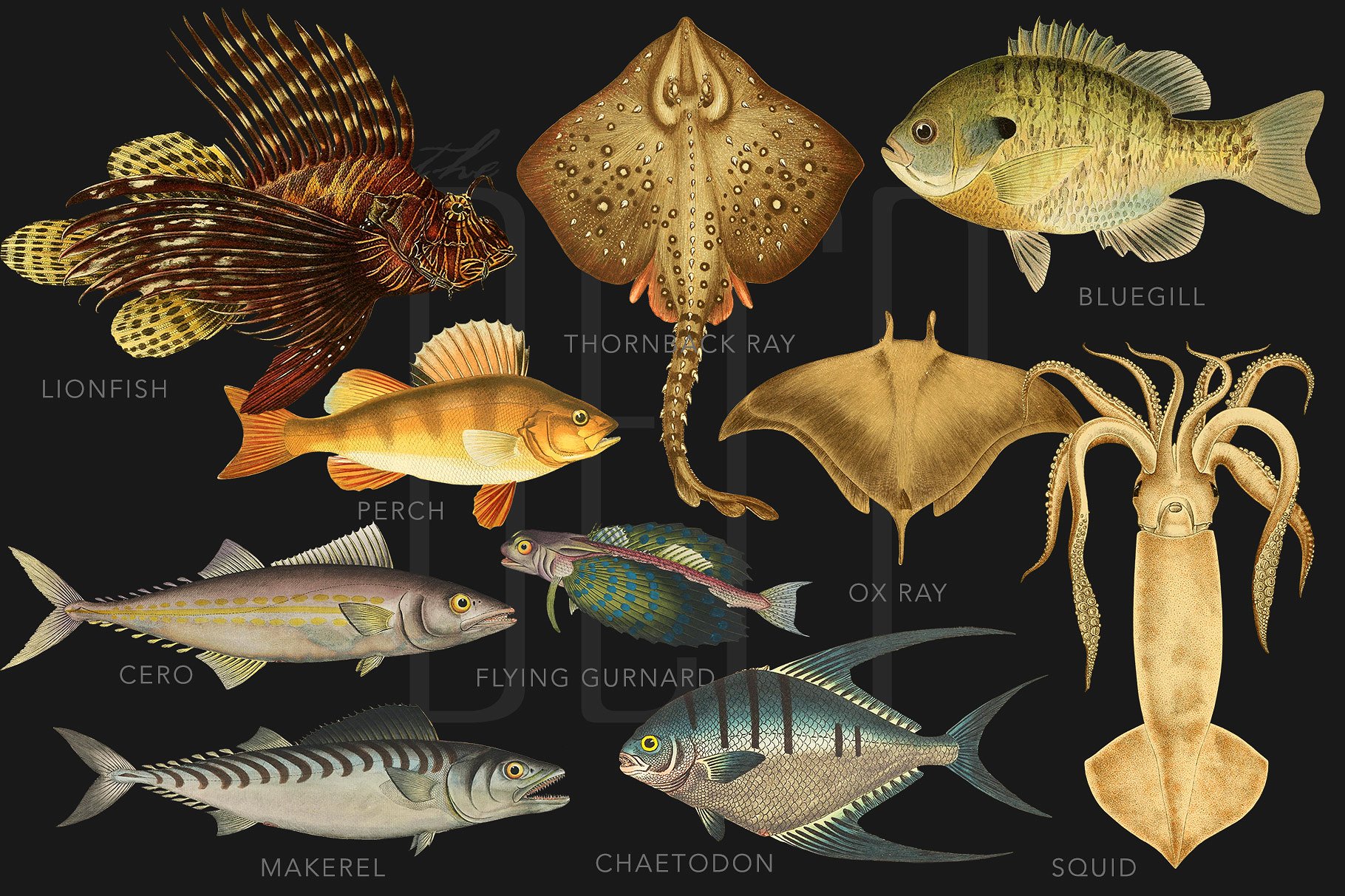 复古海洋生物插图素材The Deep Sea Creatur