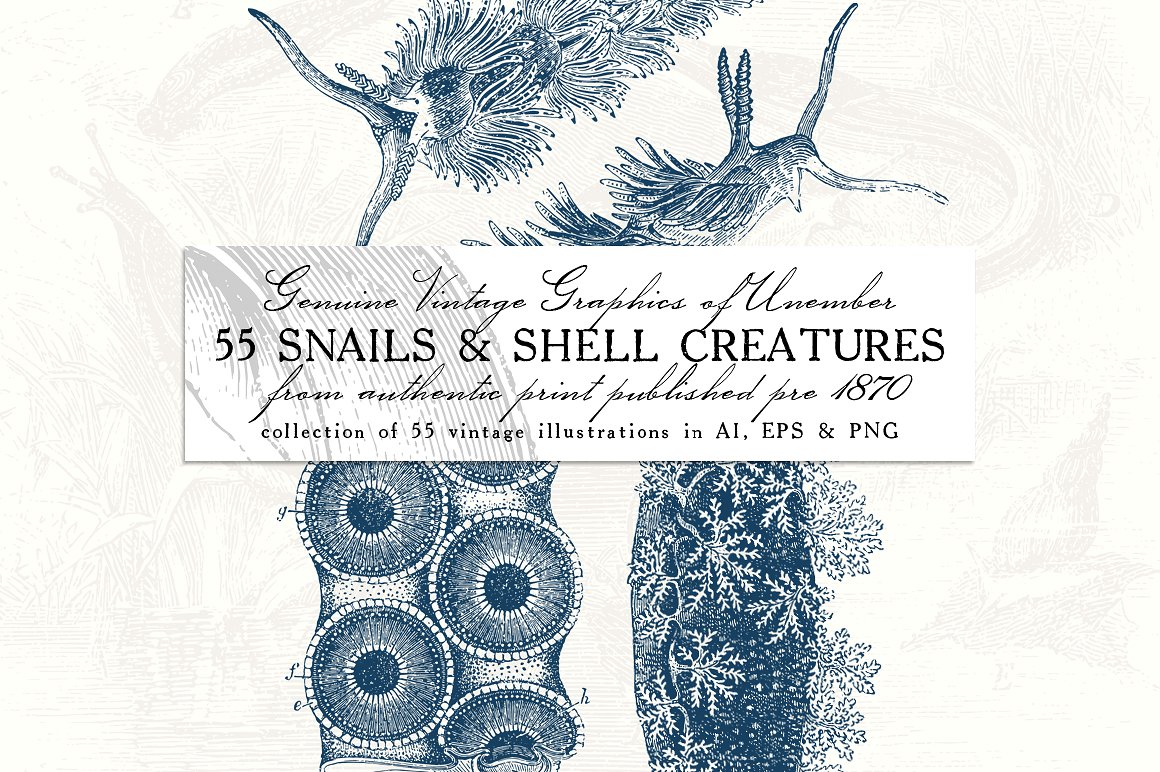 复古手绘壳类生物插图图案55 Snails and Shel