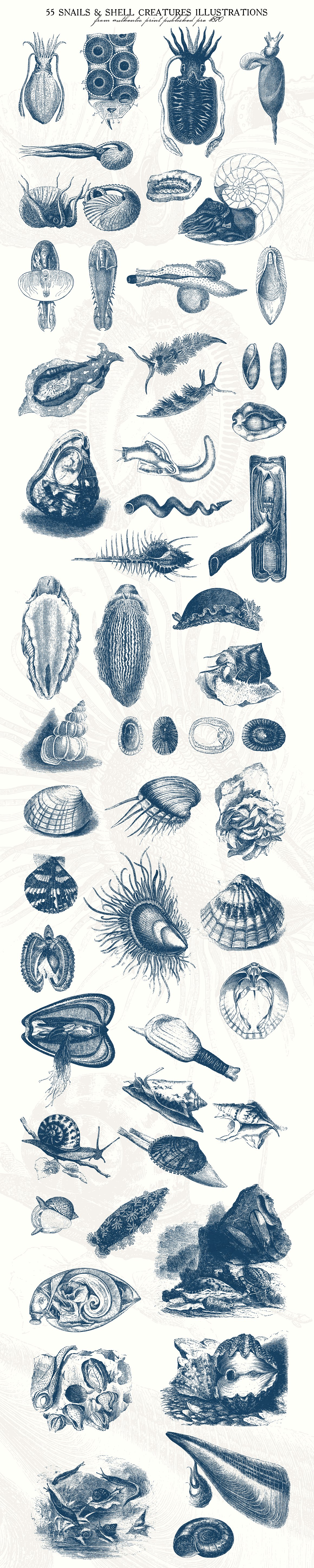 复古手绘壳类生物插图图案55 Snails and Shel