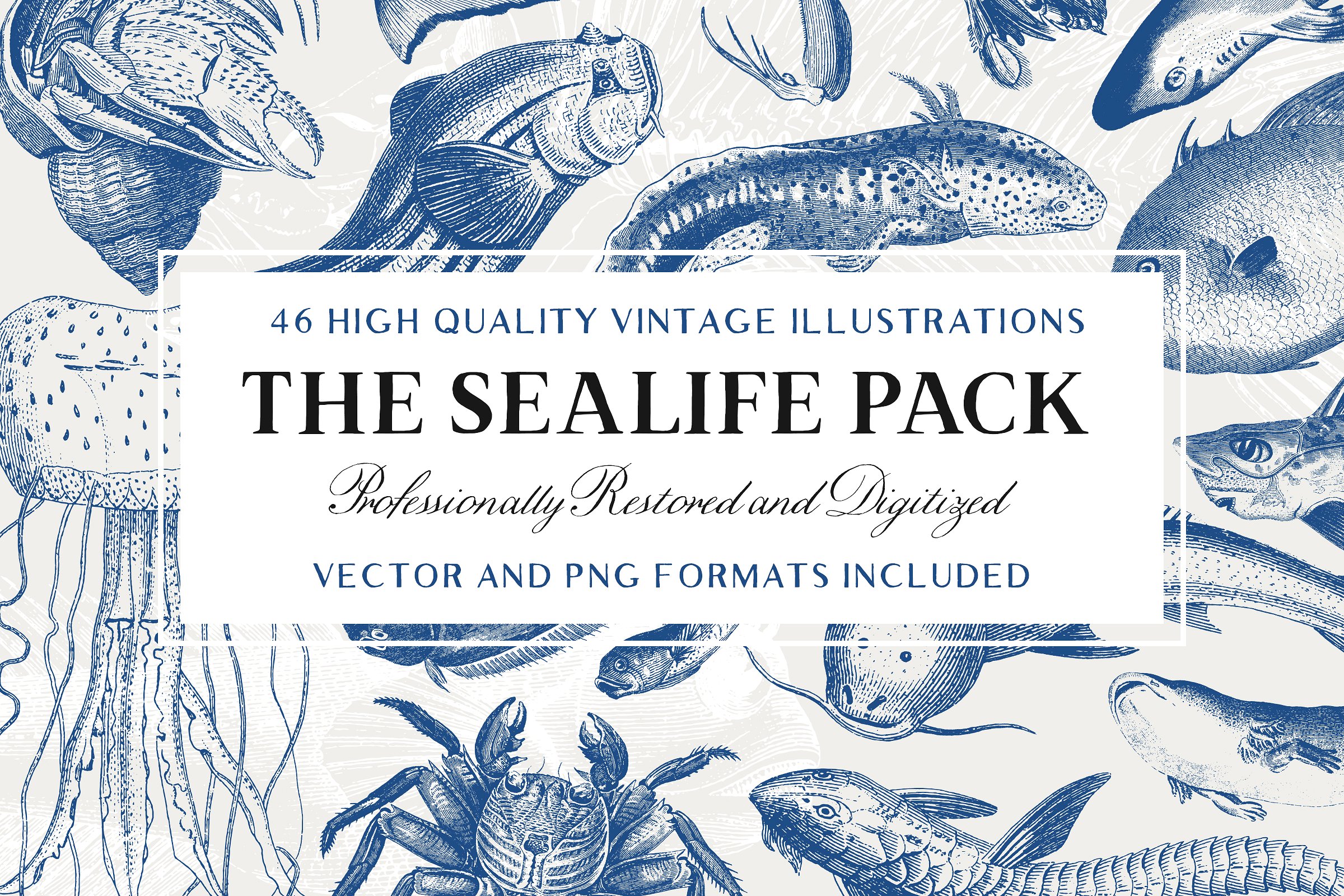 手绘复古海洋生物设计素材46 Vintage Sealife