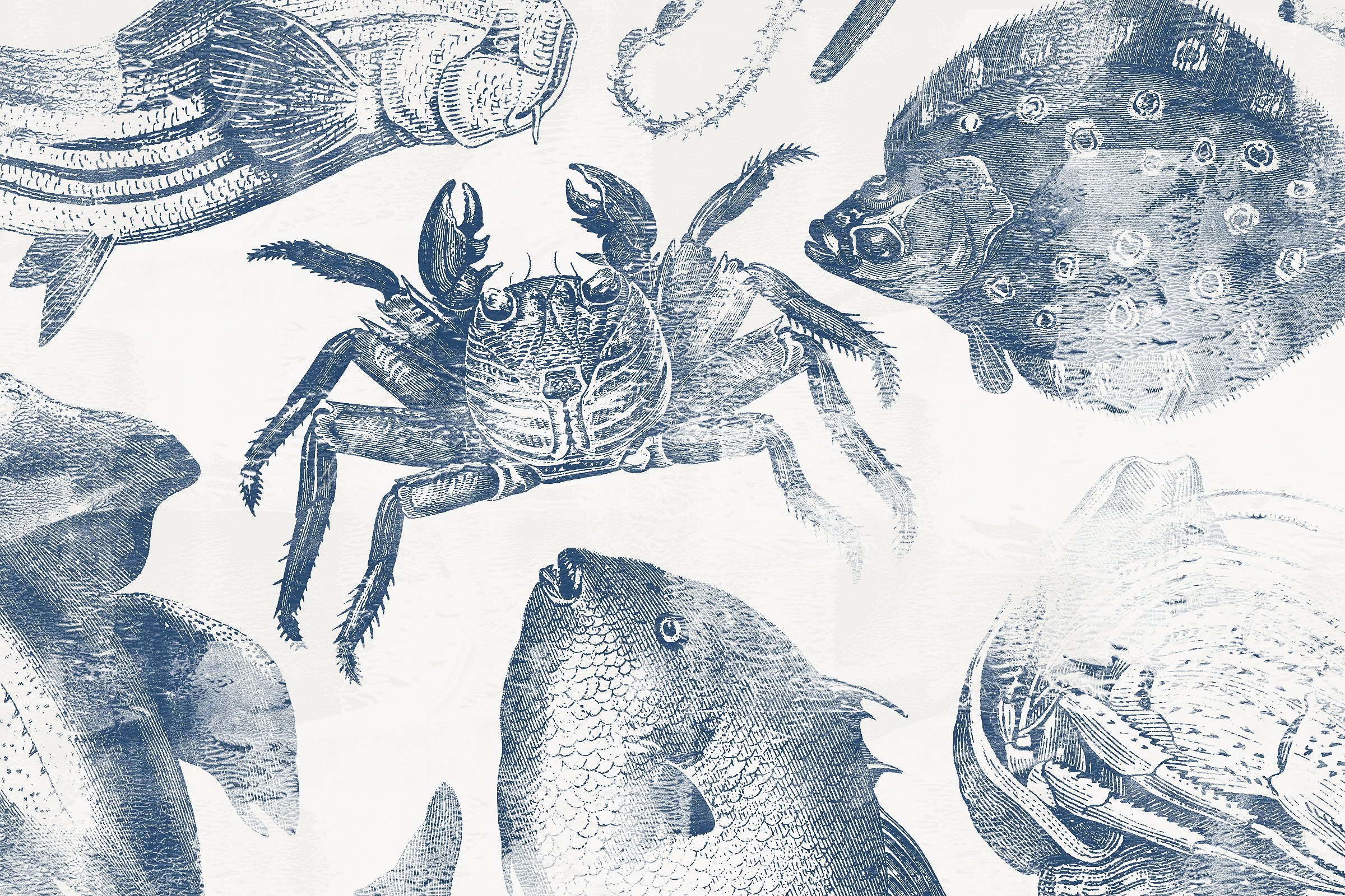 手绘复古海洋生物设计素材46 Vintage Sealife