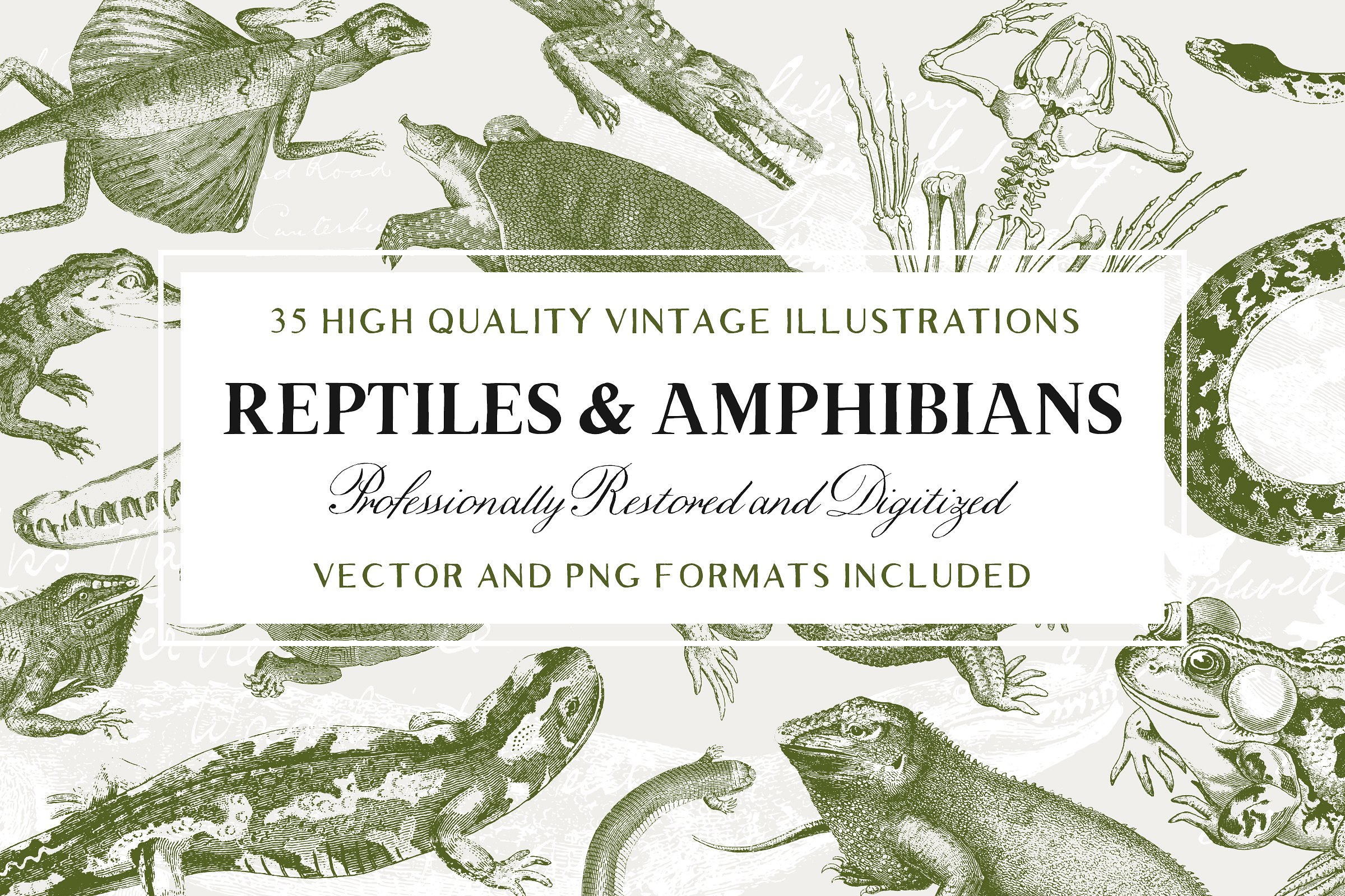 复古手绘两栖动物复古插图设计素材35 Reptile &am