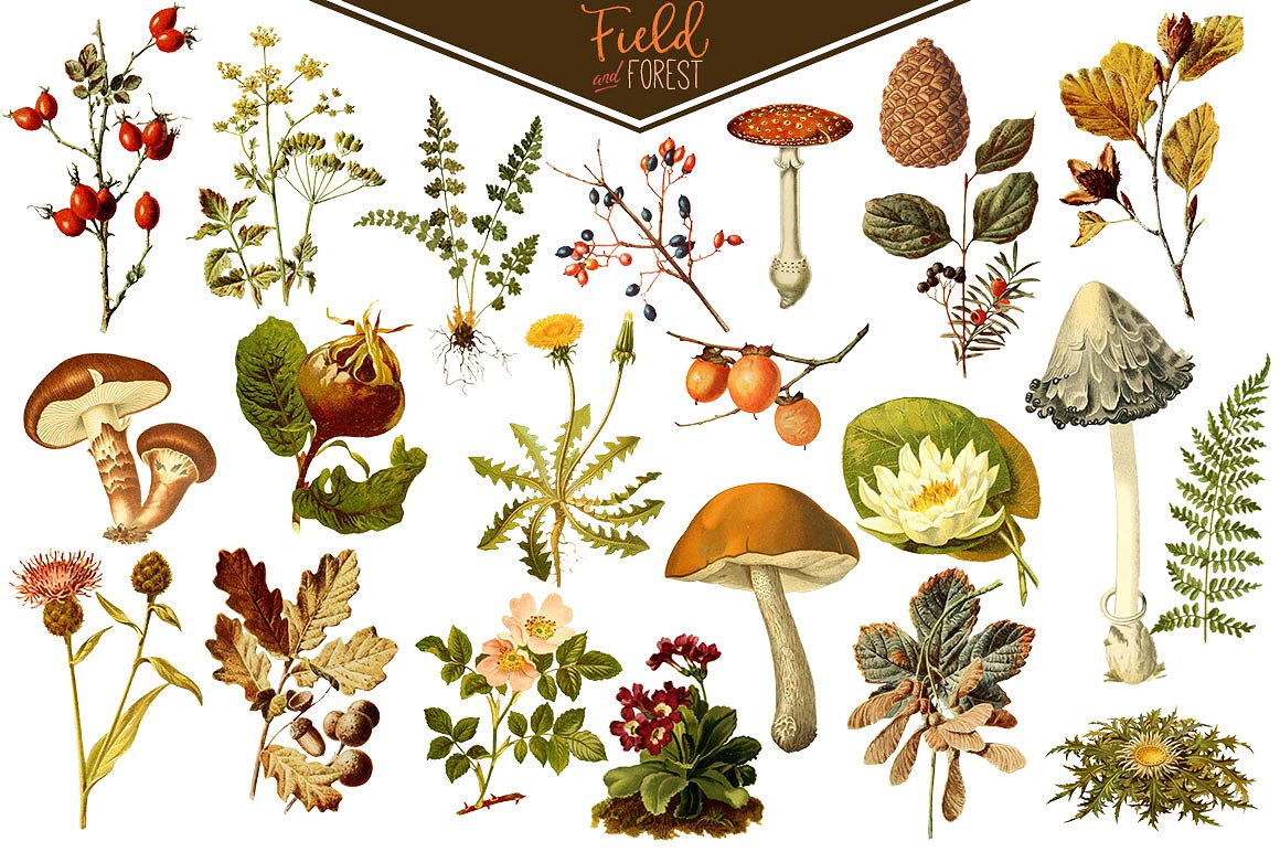 复古植物图形素材Field & Forest Vin