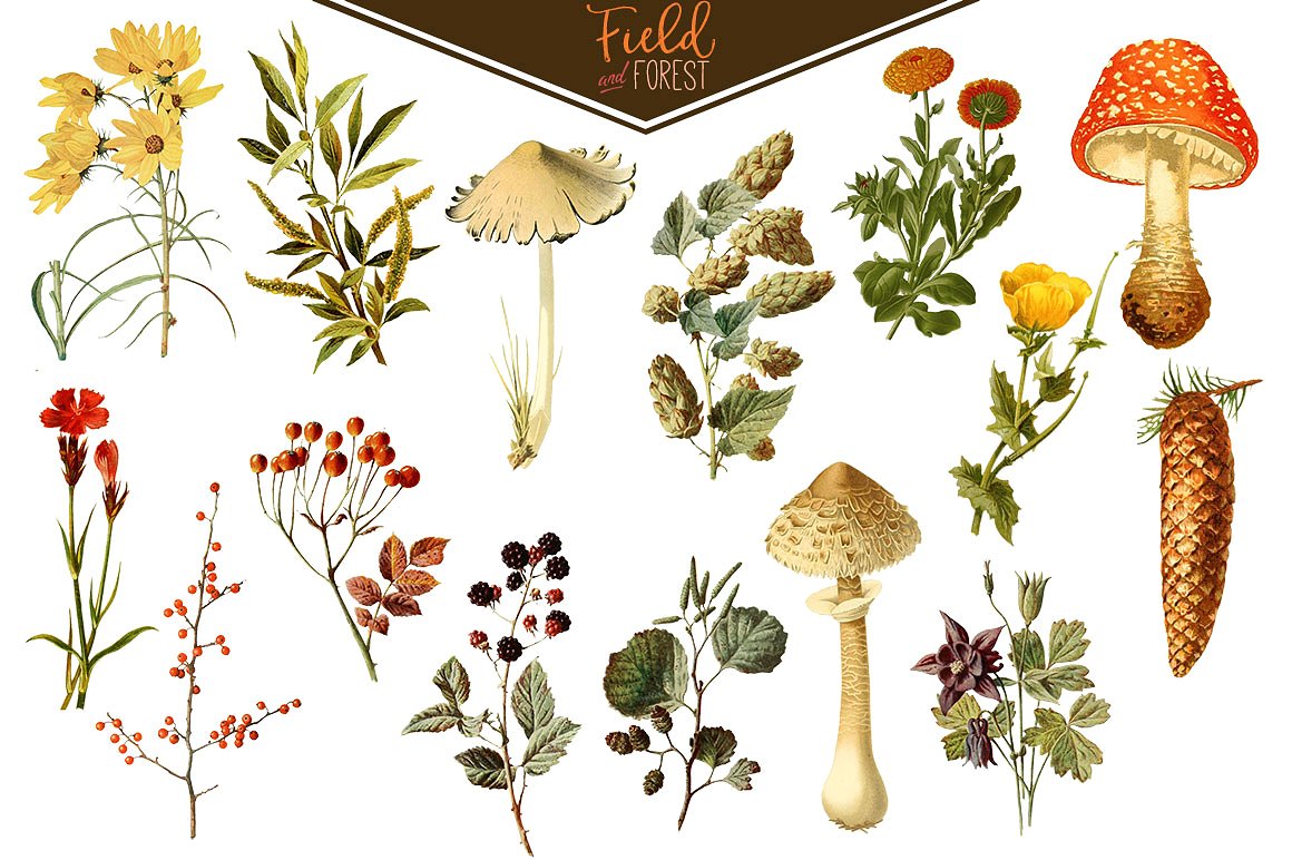 复古植物图形素材Field & Forest Vin