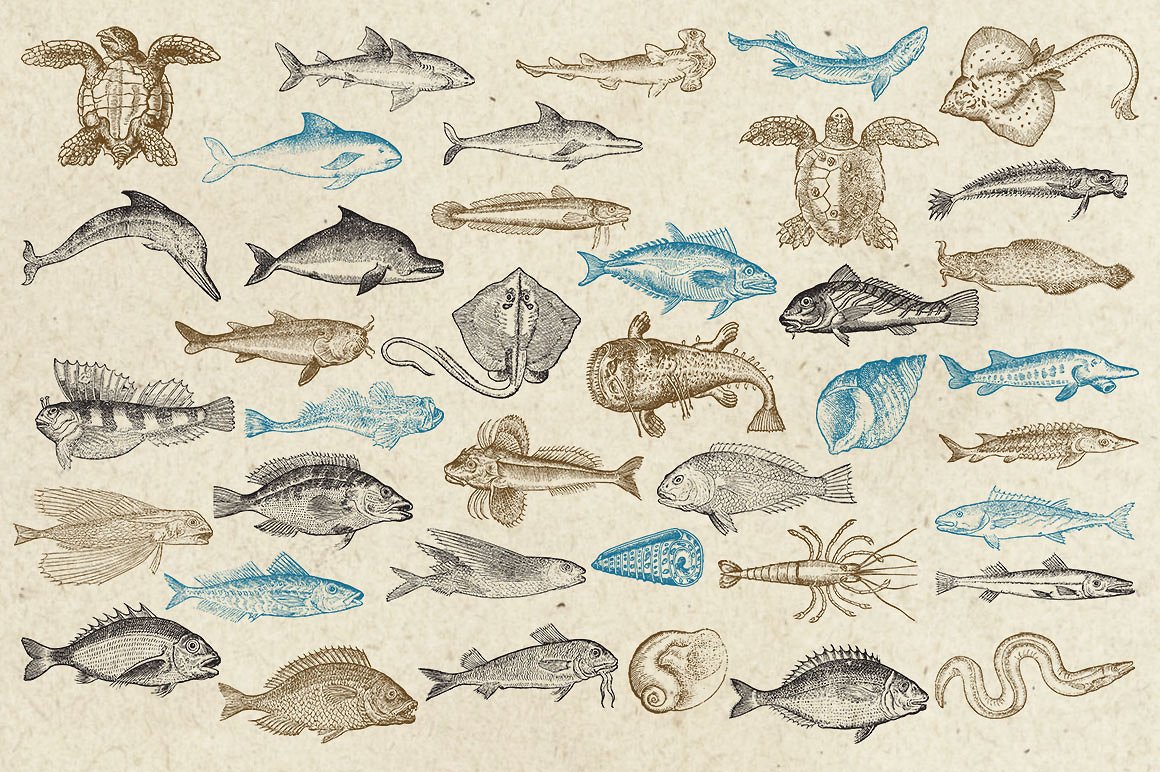 复古手绘海洋生物设计素材Antique Sea Creatu