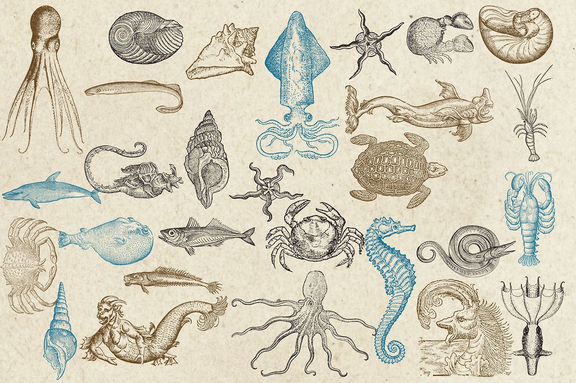 复古手绘海洋生物设计素材Antique Sea Creatu