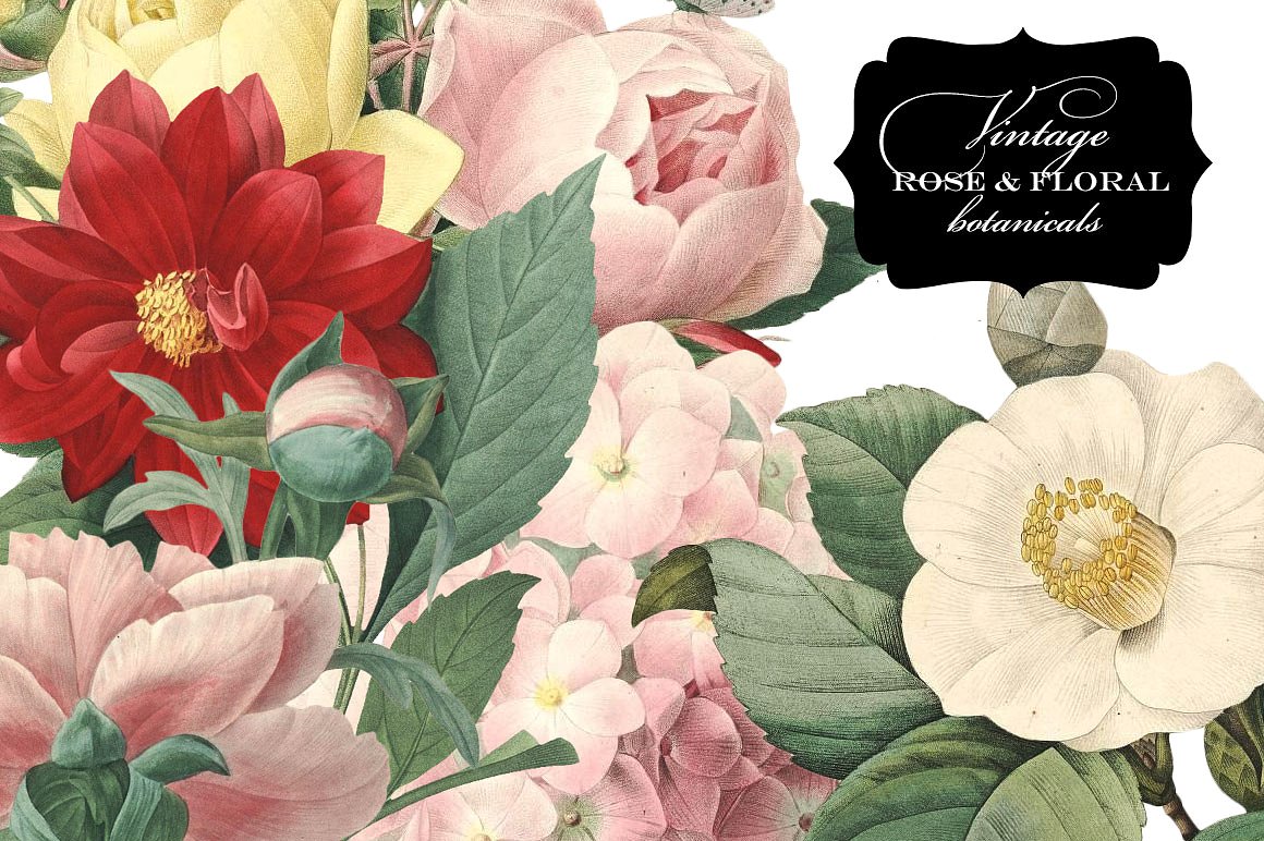复古花卉植物设计素材Vintage Rose& Fl