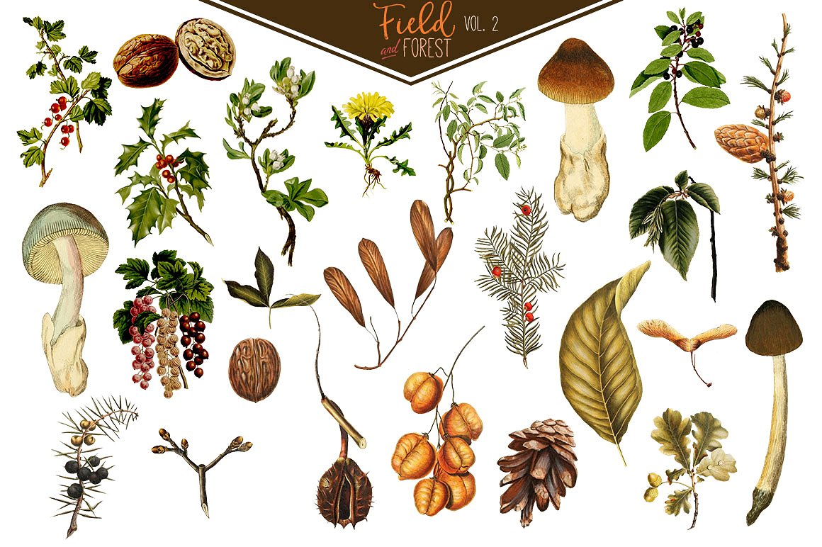复古风格食物图形素材Field & Forest V