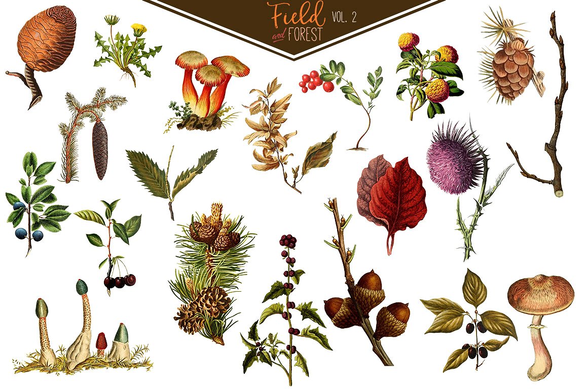 复古风格食物图形素材Field & Forest V