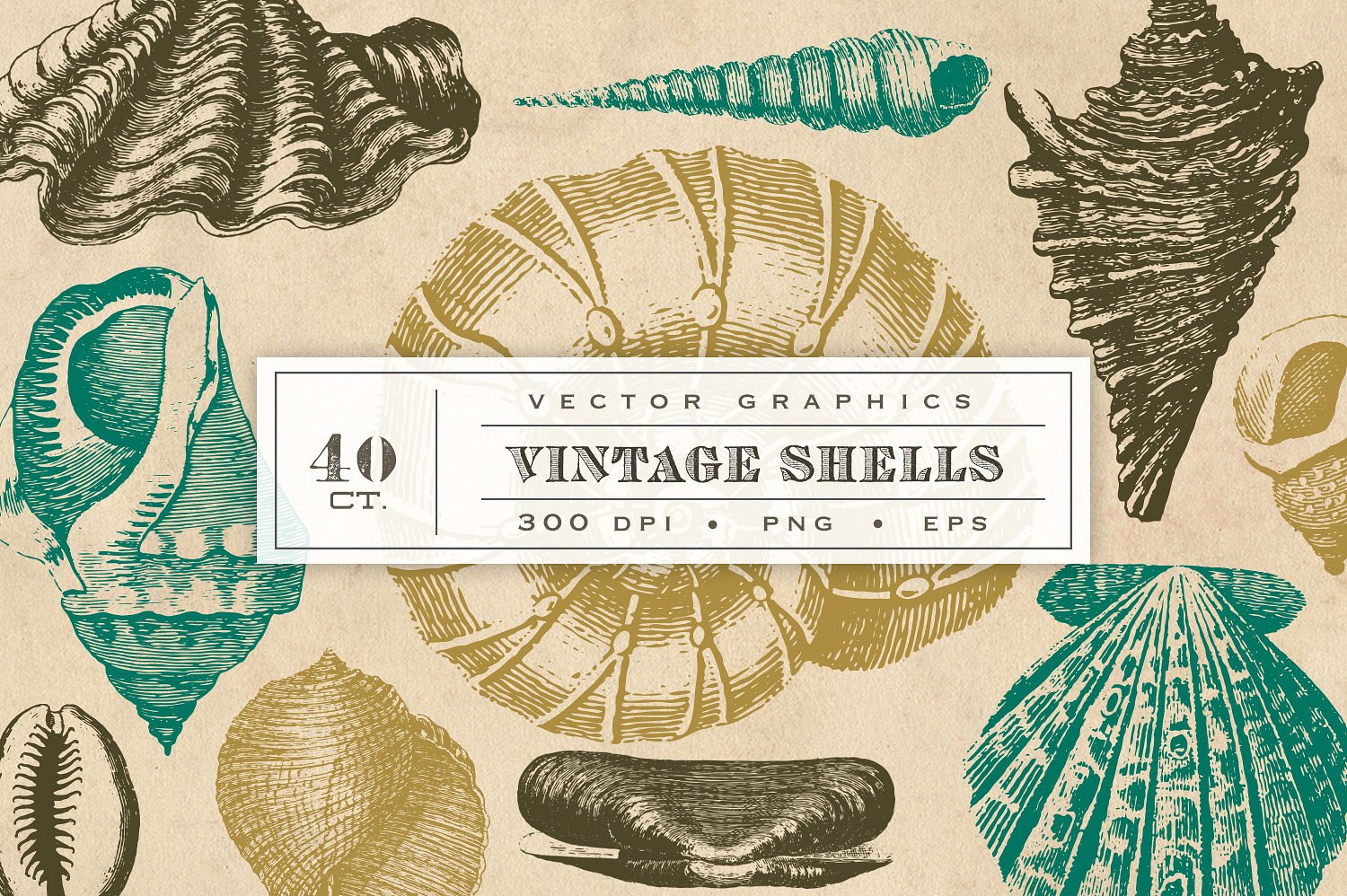 复古矢量贝壳类设计素材Vintage Shell Vecto