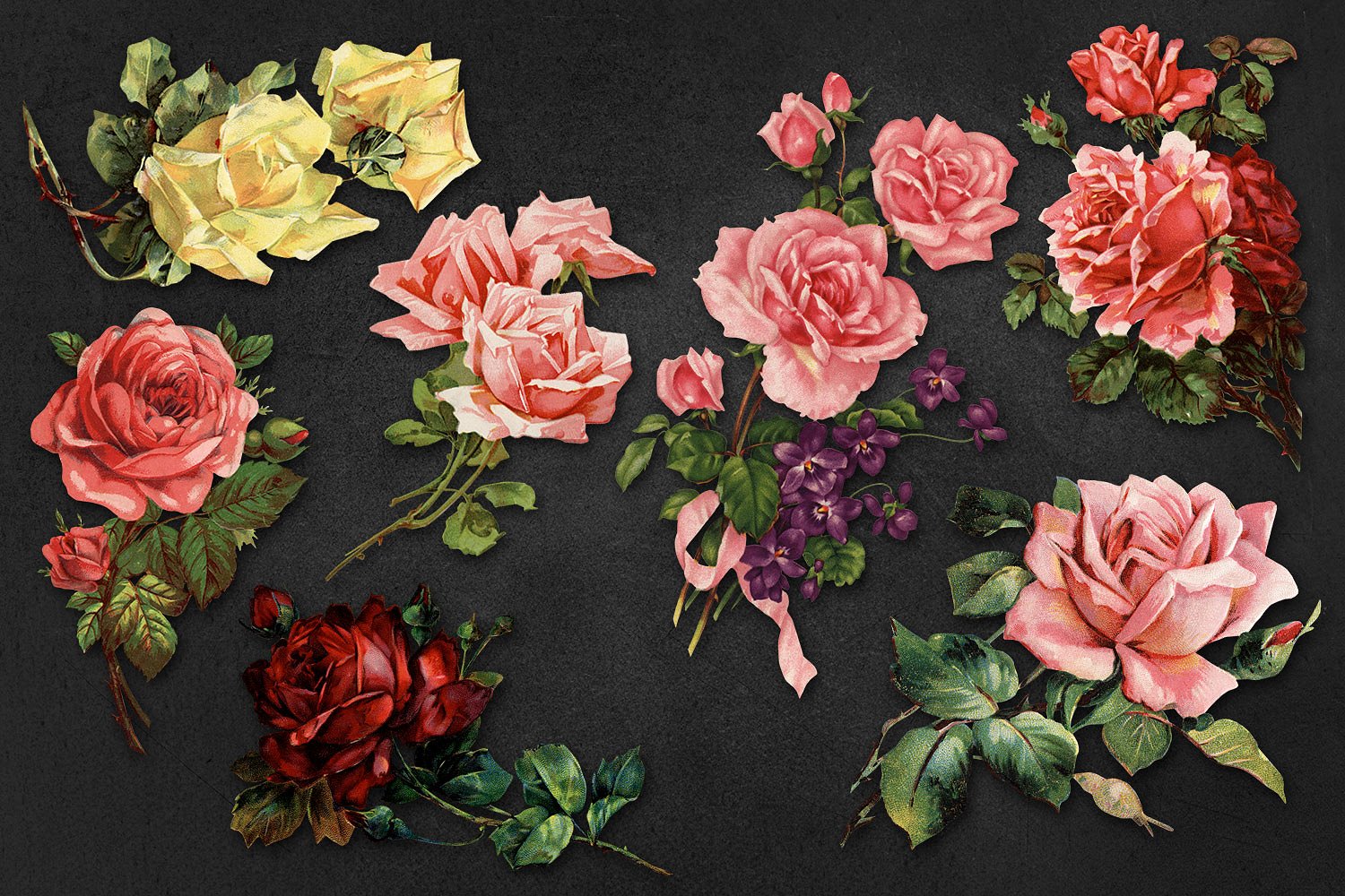复古花卉设计素材Vintage Rose Graphics