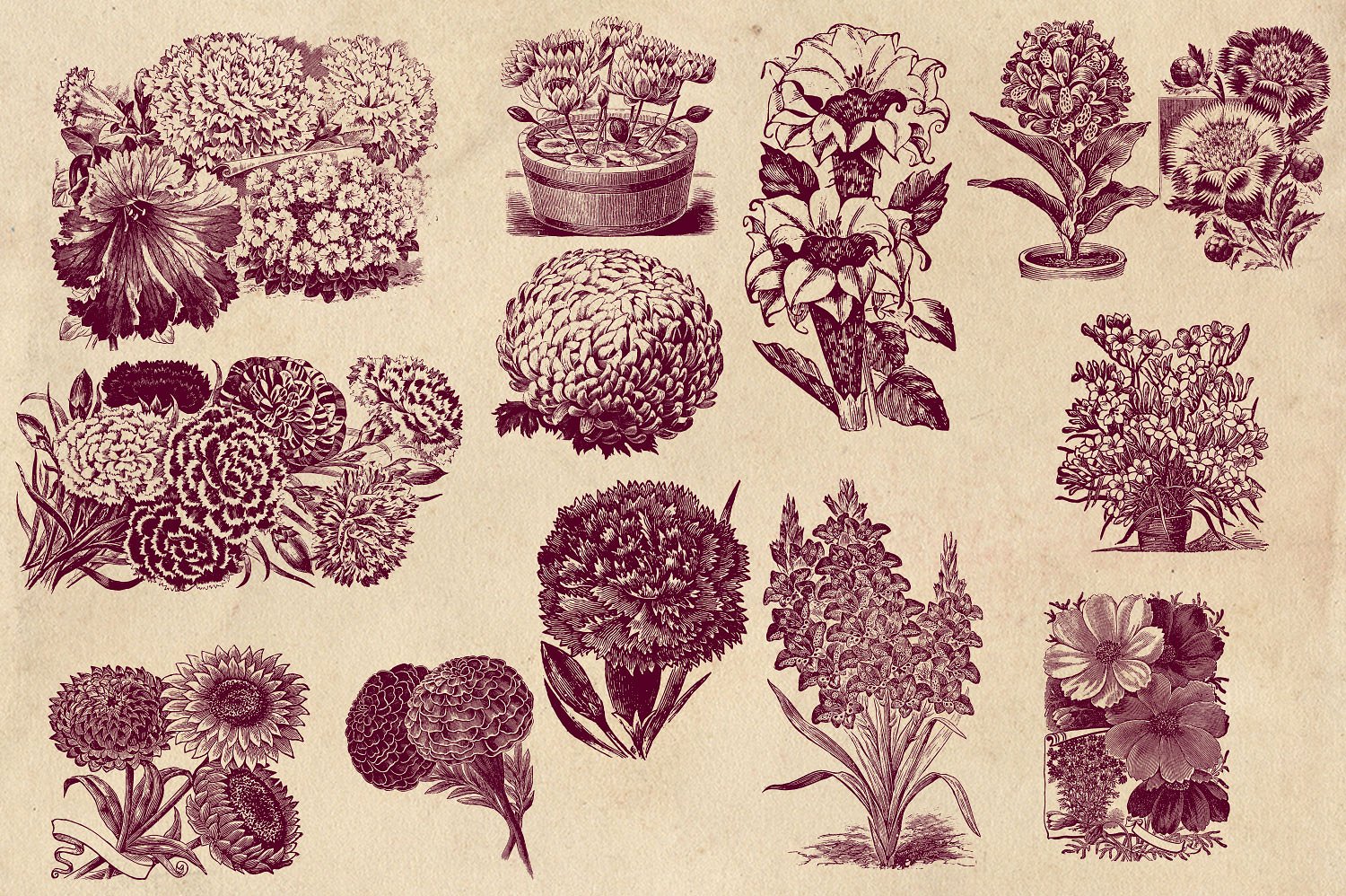 Vintage Flower Vector Graphics