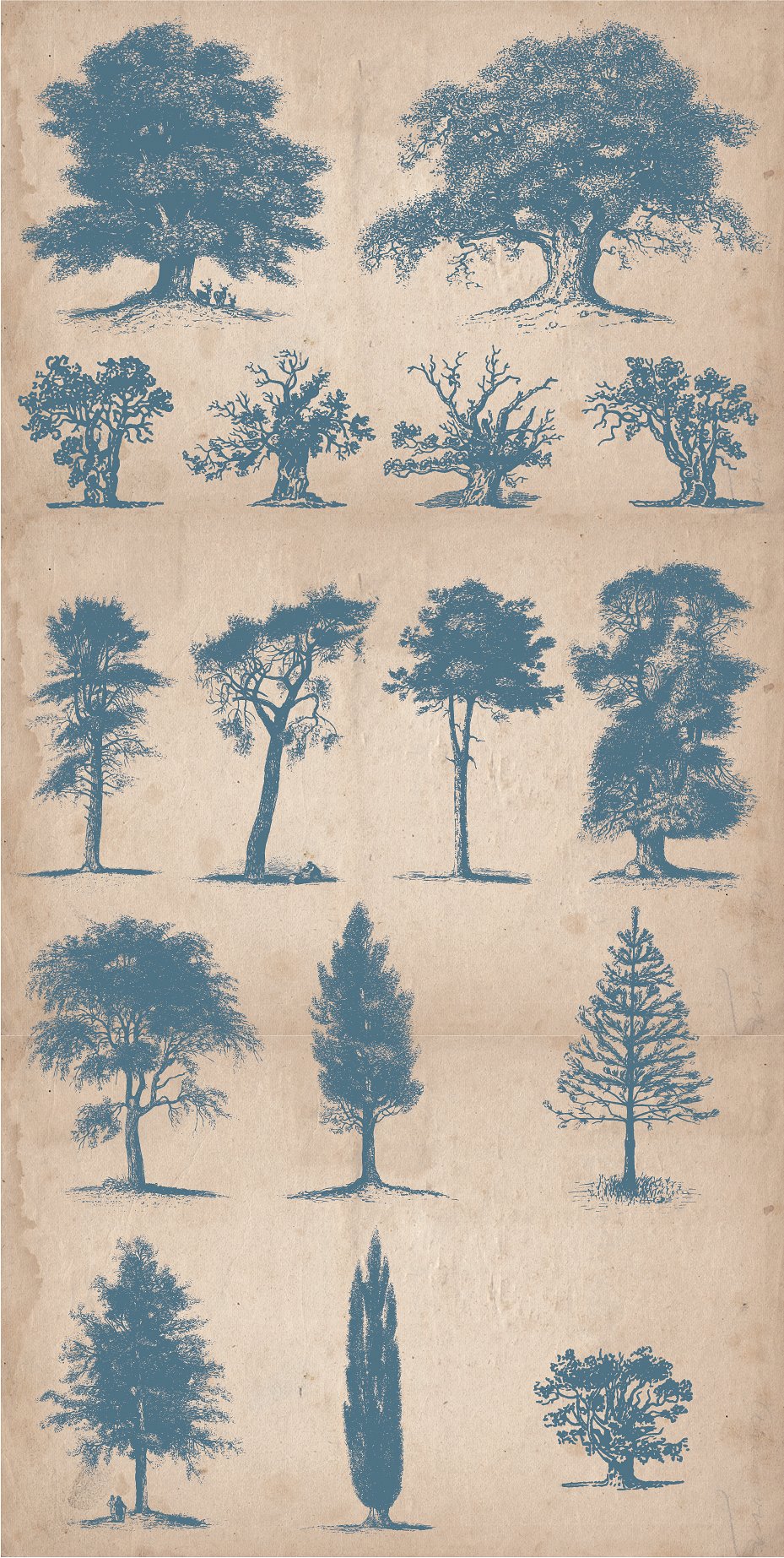 64 Vintage Hand Drawn Trees