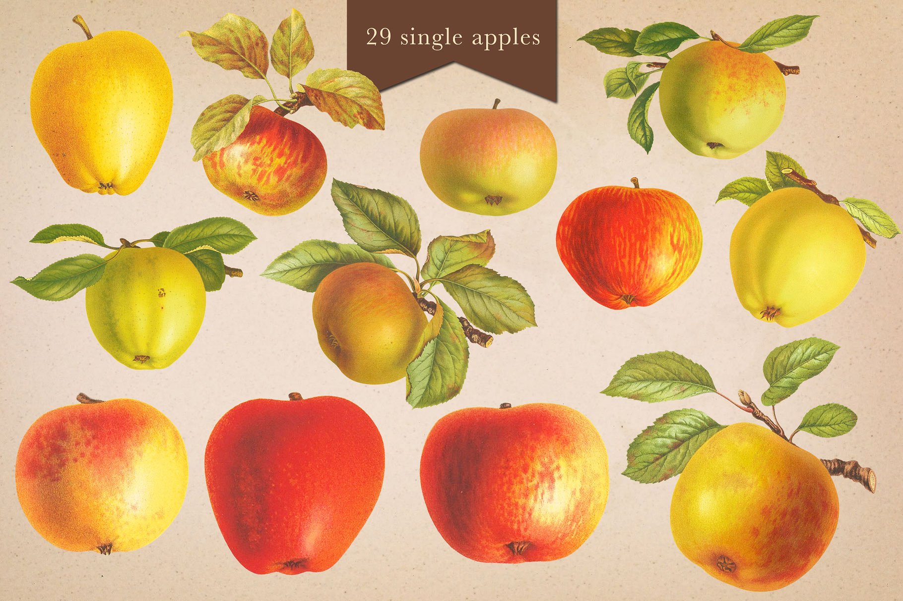 苹果酒屋苹果和梨图案Cider House Apple -a