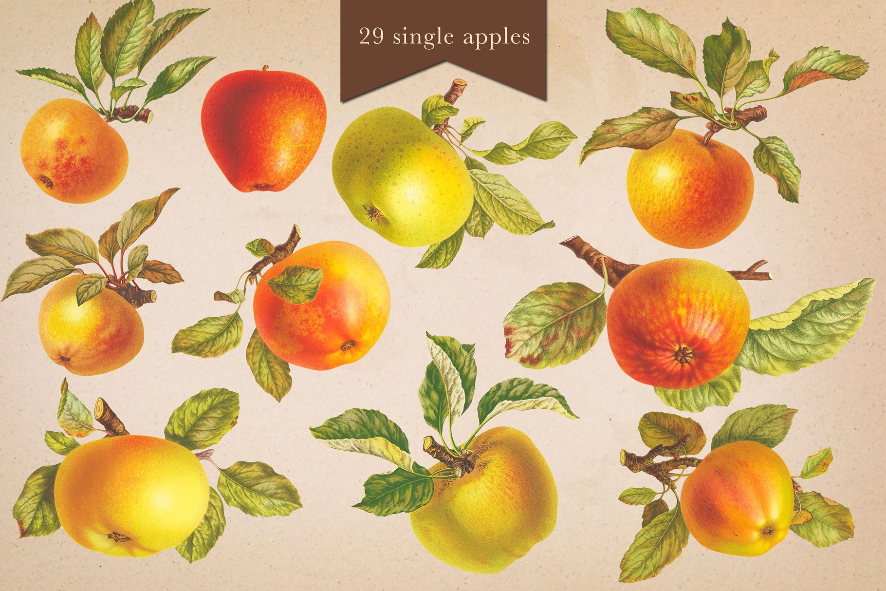 手绘水果背景设计素材Cider House Apple -a