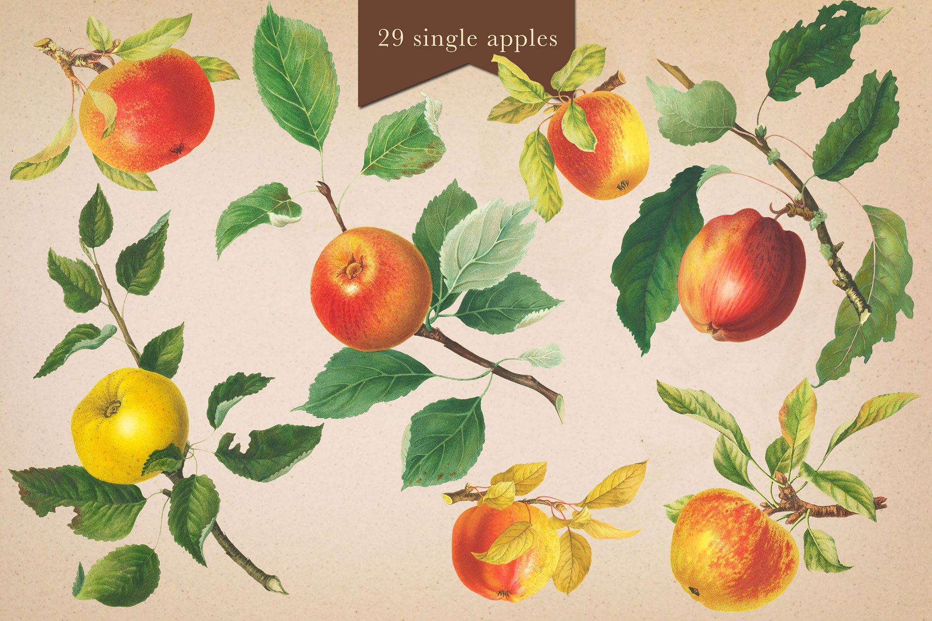 手绘水果背景设计素材Cider House Apple -a