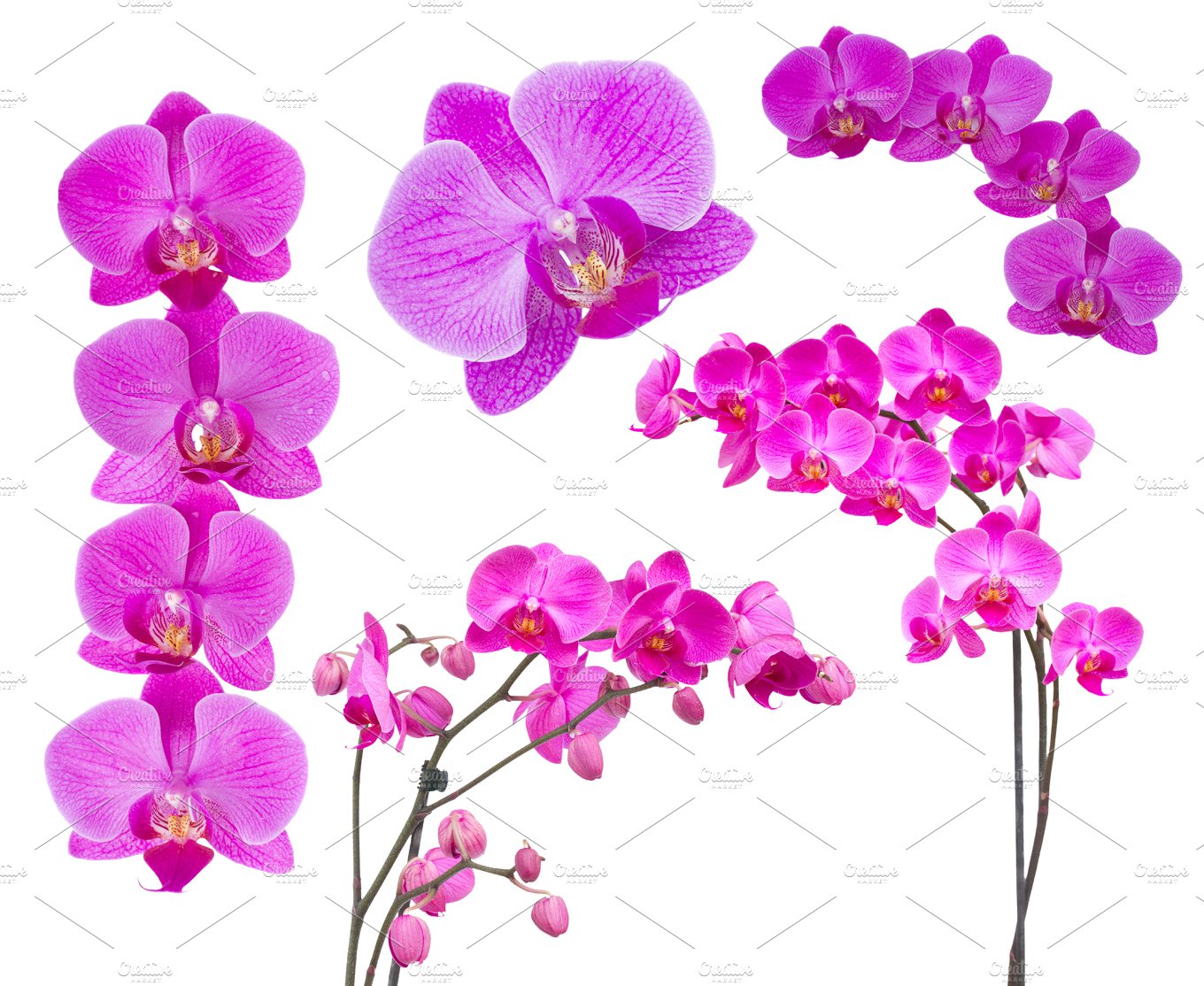 紫色兰花设计素材rchids