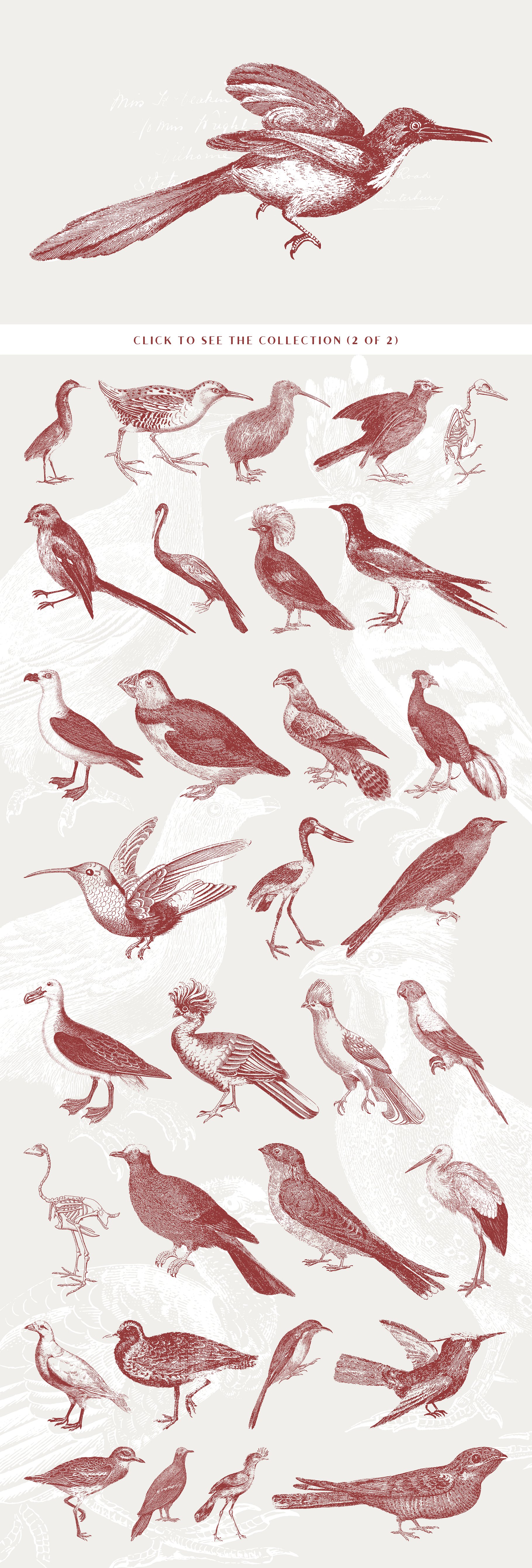 71款复古鸟类插图71 Engraved Bird Illu