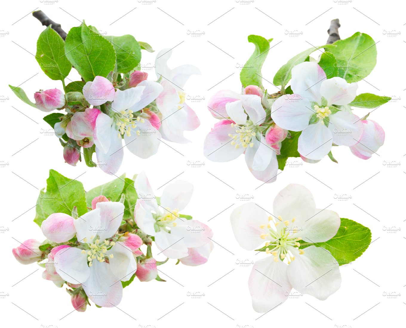免扣苹果树花设计素材Apple tree flowers #